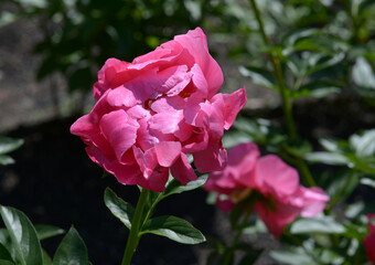 ポーラフェイ　シャクヤク