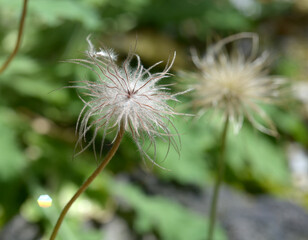 プルサティラ・ウルガリスの種