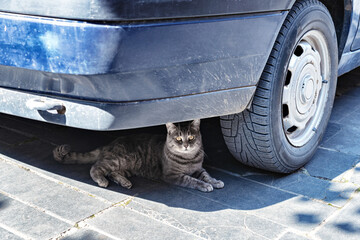 The domestic cat is sitting under the car.