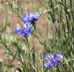 Blue cornflower (Centaurea cyanus) blooms in the field