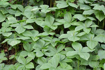 In spring, paris quadrifolia blooms in the forest