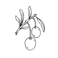 Linear sketch, coloring of an olive branch with berries. Vector graphics.