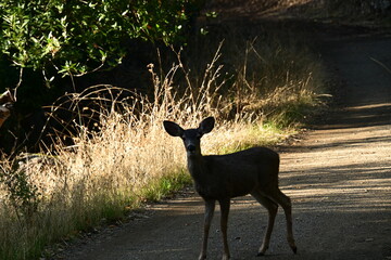 deer in the forest