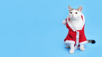 Cat in Santa costume. Christmas Cat card. Kitten on the blue background. Kitten Santa Claus looks away. Merry Christmas. Place for text. 2024. Happy cat in a New Year's outfit. Greeting card
