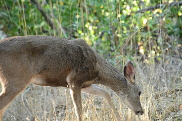 deer in the woods