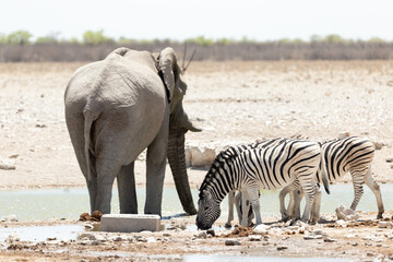 Fototapeta premium Selective focus view of plains zebras and young bull elephant sharing a waterhole during a sunny morning, Etosha National Park, Namibia