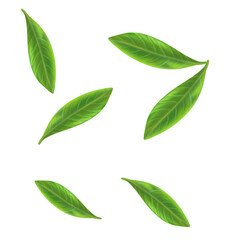 green leaf on a white isolated on transparant background
