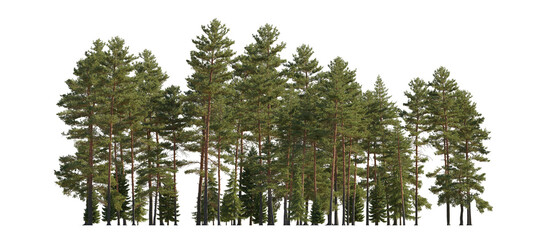 Frontal view Forest Pinus sylvestris Scotch pine big tall tree and spruce picea abies and pungens...