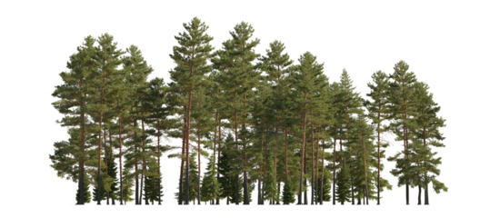 Frontal view Forest Pinus sylvestris Scotch pine big tall tree and spruce picea abies and pungens isolated png on a transparent background premium cutout Pine Pinaceae pine Baltic Pine fir