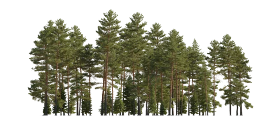 Gardinen Frontal view Forest Pinus sylvestris Scotch pine big tall tree and spruce picea abies and pungens isolated png on a transparent background perfectly cutout Pine Pinaceae pine Baltic Pine fir © Roman