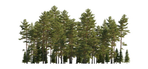 Frontal view Forest Pinus sylvestris Scotch pine big tall tree and spruce picea abies and pungens isolated png on a transparent background premium cutout Pine Pinaceae pine Baltic Pine fir