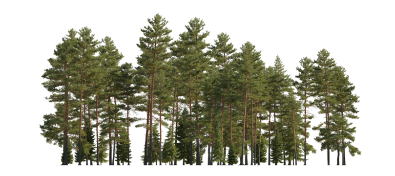 Frontal view Forest Pinus sylvestris Scotch pine big tall tree and spruce picea abies and pungens isolated png on a transparent background premium cutout Pine Pinaceae pine Baltic Pine fir