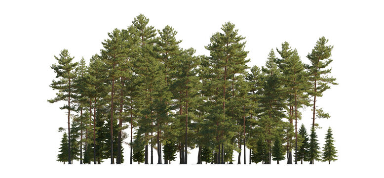 Fototapeta Frontal view Forest Pinus sylvestris Scotch pine big tall tree and spruce picea abies and pungens isolated png on a transparent background perfectly cutout Pine Pinaceae pine Baltic Pine fir