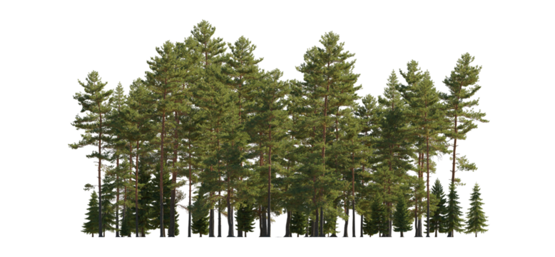 Frontal view Forest Pinus sylvestris Scotch pine big tall tree and spruce picea abies and pungens isolated png on a transparent background premium cutout Pine Pinaceae pine Baltic Pine fir - Powered by Adobe