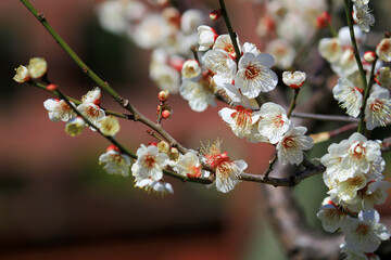 Beautiful Japanese scenery 