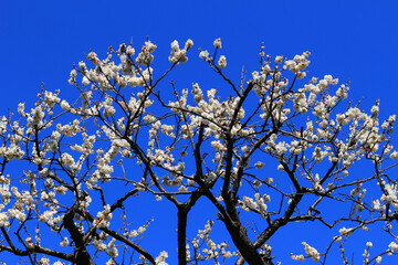 Beautiful Japanese scenery 