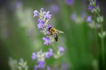honey bee extracts nectar from purple lavender flowers in Provence