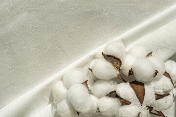 Cotton-plant harvest and cotton fabric linen. Fluffy fibers in flower balls on branch, white...