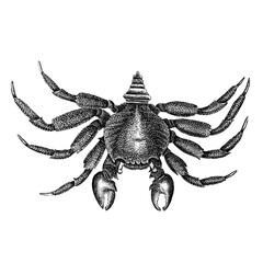 Sea crab, an illustration created in a vintage engraving style, on a white background with a clipping path.