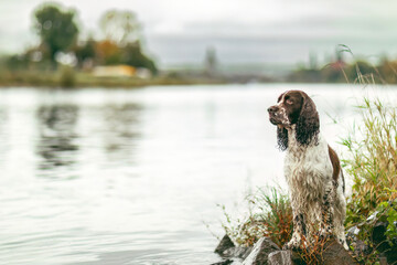 An old english cocker spaniel dog in autumn at a river outdoors, dog portrait