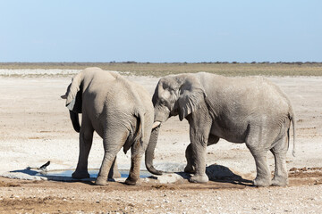 Selective focus view of two young bull elephants sharing a waterhole with a tiny bird during a sunny morning, Etosha National Park, Namibia