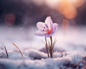 Foto auf Glas snow on the flowers with magical golden light © Hauber_Photography