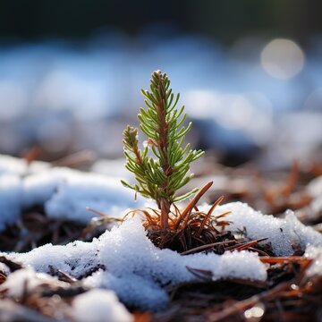 Young cedar sapling in winter snow. Resilient young cedar growing in snowy forest ground