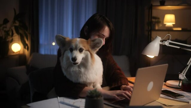 Pretty freelancer having distance remote work typing browsing in internet online store on laptop computer while sitting at desk workplace with cute fluffy corgi at late night at home