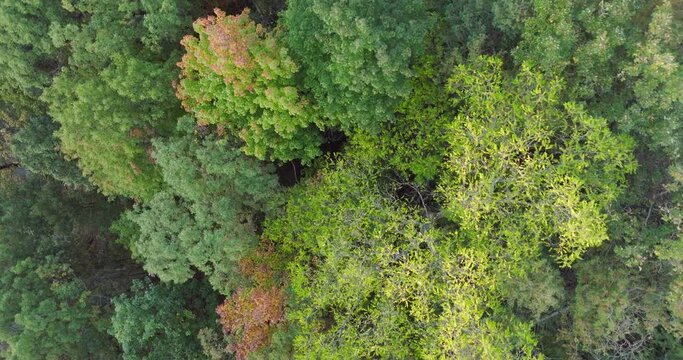 spiraling up a tree