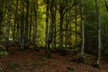 Couleurs d'automne au lac de Bethmale