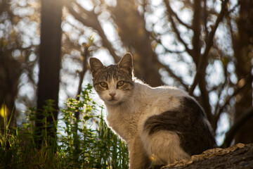 cat in the forest