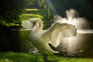 swan in the lake