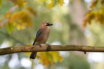 jay on a branch