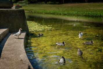 Ducks swim in the pond of the Noorderplantsoen in the city of Groningen, a seagull watches.