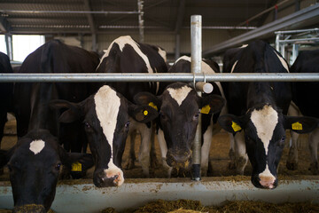 Cows on a diary farm eating. Cattle of cows