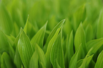 Obraz premium Spring background. Nature of green leaf. Cover page, greenery, green grass, leaves, environment ecology, wallpaper. Blurred Spring natural background. Flower garden. Abstract green backgroup.