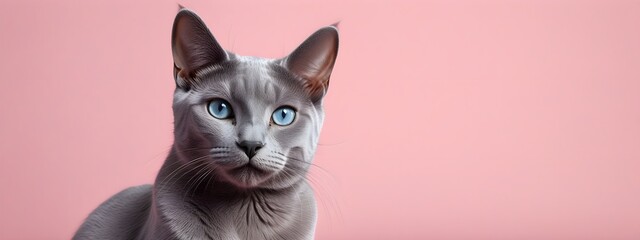 Russian blue cat on a pastel background. Cat a solid uniform background, for your advertising and design with copy space. Creative animal concept. Looking towards camera.