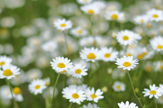 Matricaria chamomilla. Wild flower Matricaria Recutita in summer meadow. Beautiful blooming medical chamomiles in fild. Herbal medicine, aromatherapy concept. daisy flower 