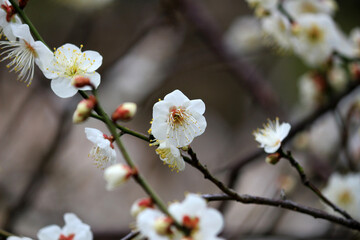Beautiful Japanese scenery "Plum blossoms blooming in spring"