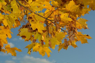 Yellow maple leaves and maple key seeds on a blue sky background prepare to fall in Canadian Autumn.