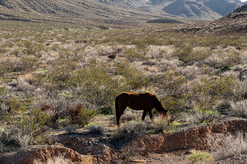 Wild horse in the Desert Valley Near Las Vegas