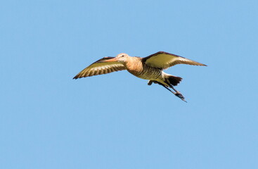 flying bird in flight