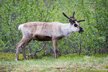 Reindeer with antlers grazing in a wood in Finland