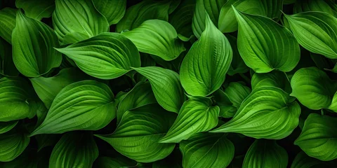 Foto auf Acrylglas Hosta Leaves Texture Background, Hostas Leaf Nature Pattern, Big Daddy Leaves, Plantain Lilies © artemstepanov