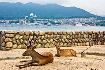 deers on the beach in miyajima in japan