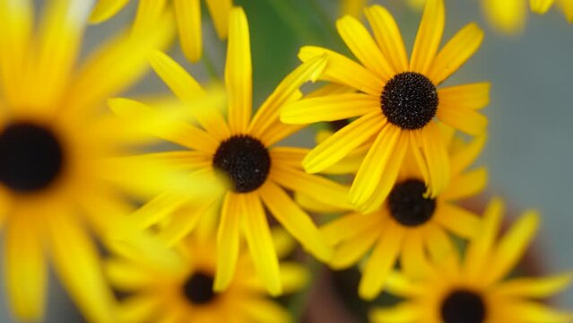 Yellow Daisy-like flowers Rudbeckia hirta