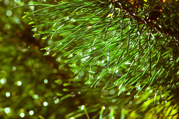 Close-up photo of dew drops on pine needles.