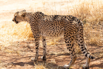 Senior female cheetah standing in silhouette in the shade during a sunny morning, Cheetah Conservation Fund reserve, Otjiwarongo, Namibia