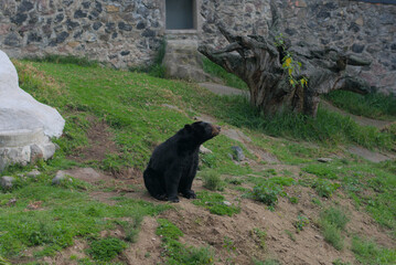 Majestic Newfoundland Bear: Sitting Pretty