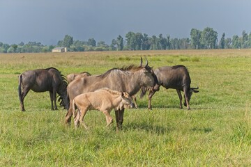Naklejka na ściany i meble A mother and baby wildebeest (Gnu) standing in with other wildebeest